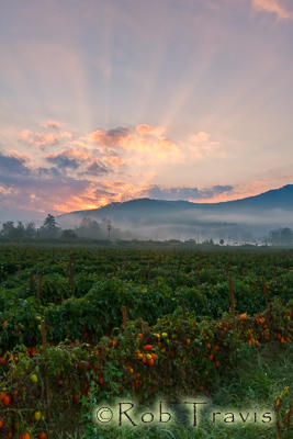 Kanuga Tomato Field at Sunrise. 