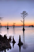 Lone Cypress at Sunset Lake Mattamuskeet, OBX, NC