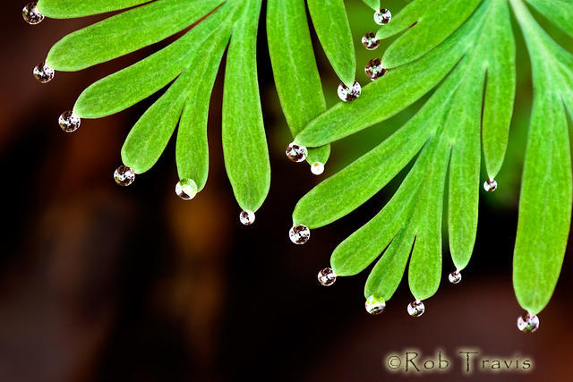 Micro Drops on Macro Leaves