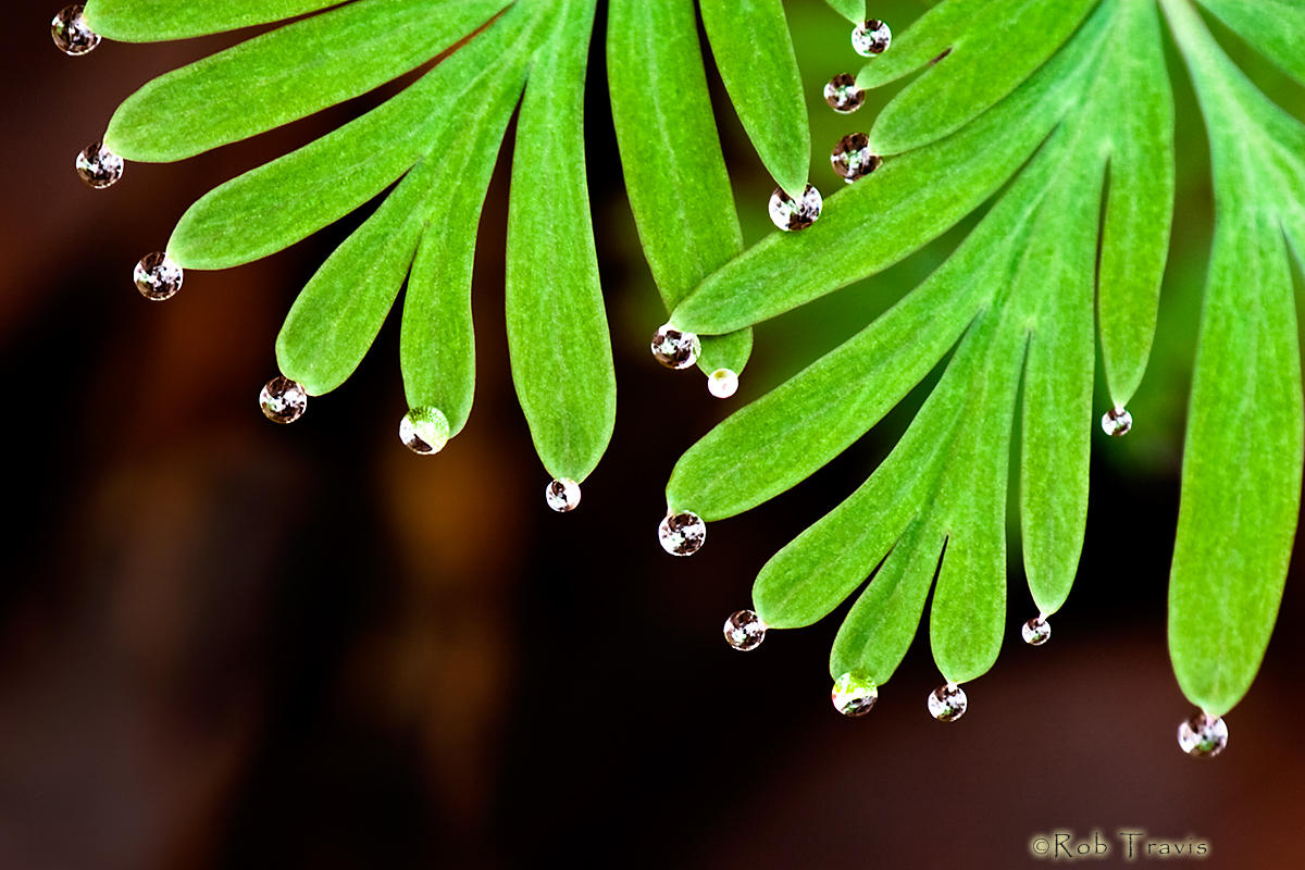 Micro Drops on Macro Leaves