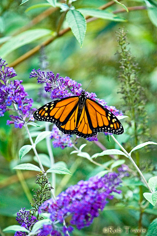 Male Monarch on Budleah