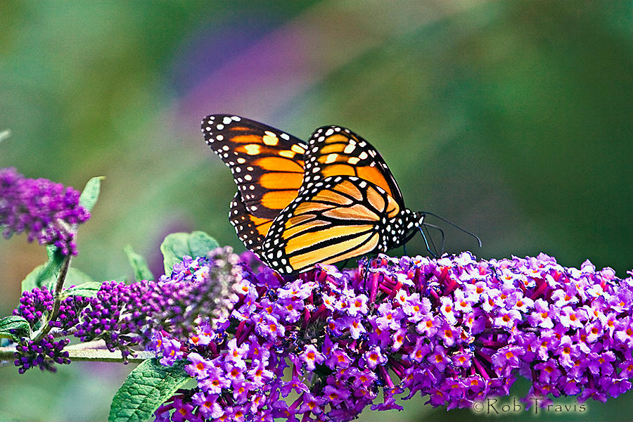 Female Monarch at Rest