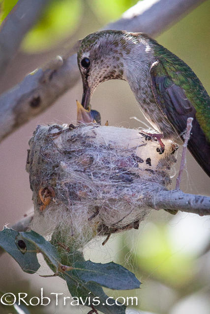 Feeding Time
Mother Anna's Hummingbird feeding her young in the nest