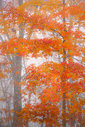 Autumn Tresses, Cedar Mountain, NC
