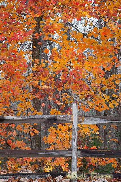 Fenced-In Maple