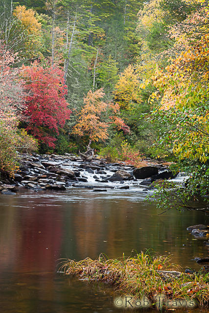 On the banks of the Little River, DuPont State Forest