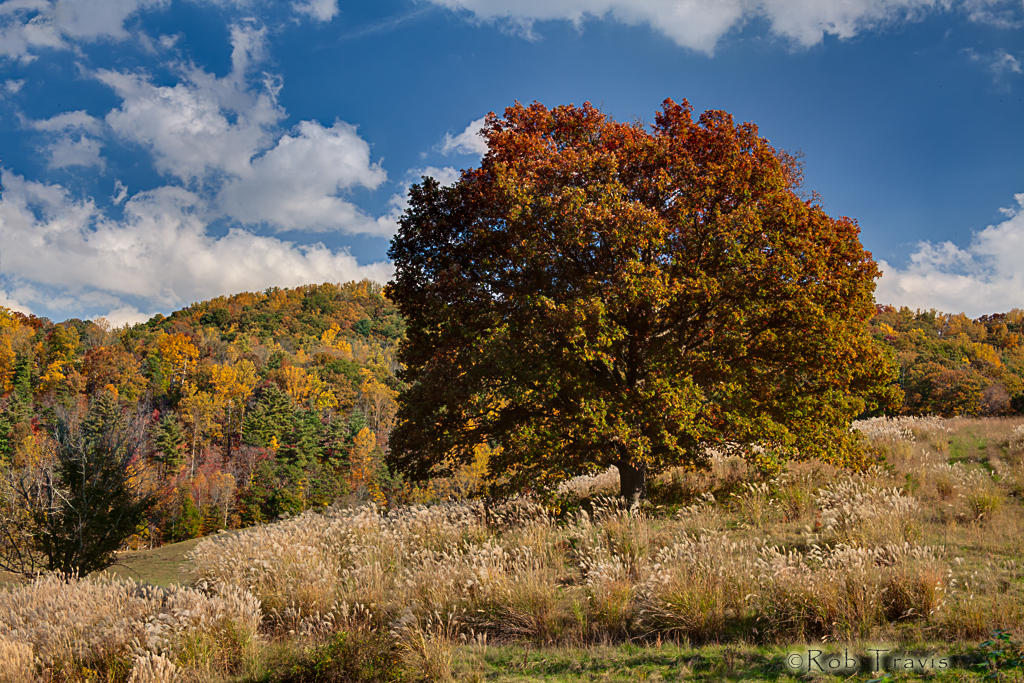 Autumn Field in Barnardsville, NC