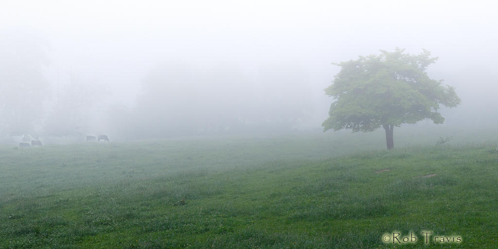 Misty Morn on the Farm