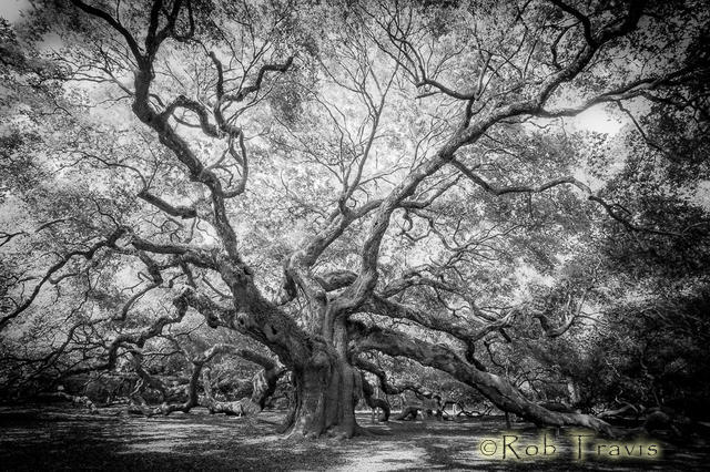 Angel Oak, John's Island (Rendered in Black and White)