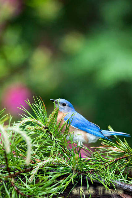 Male Bluebird, resting...