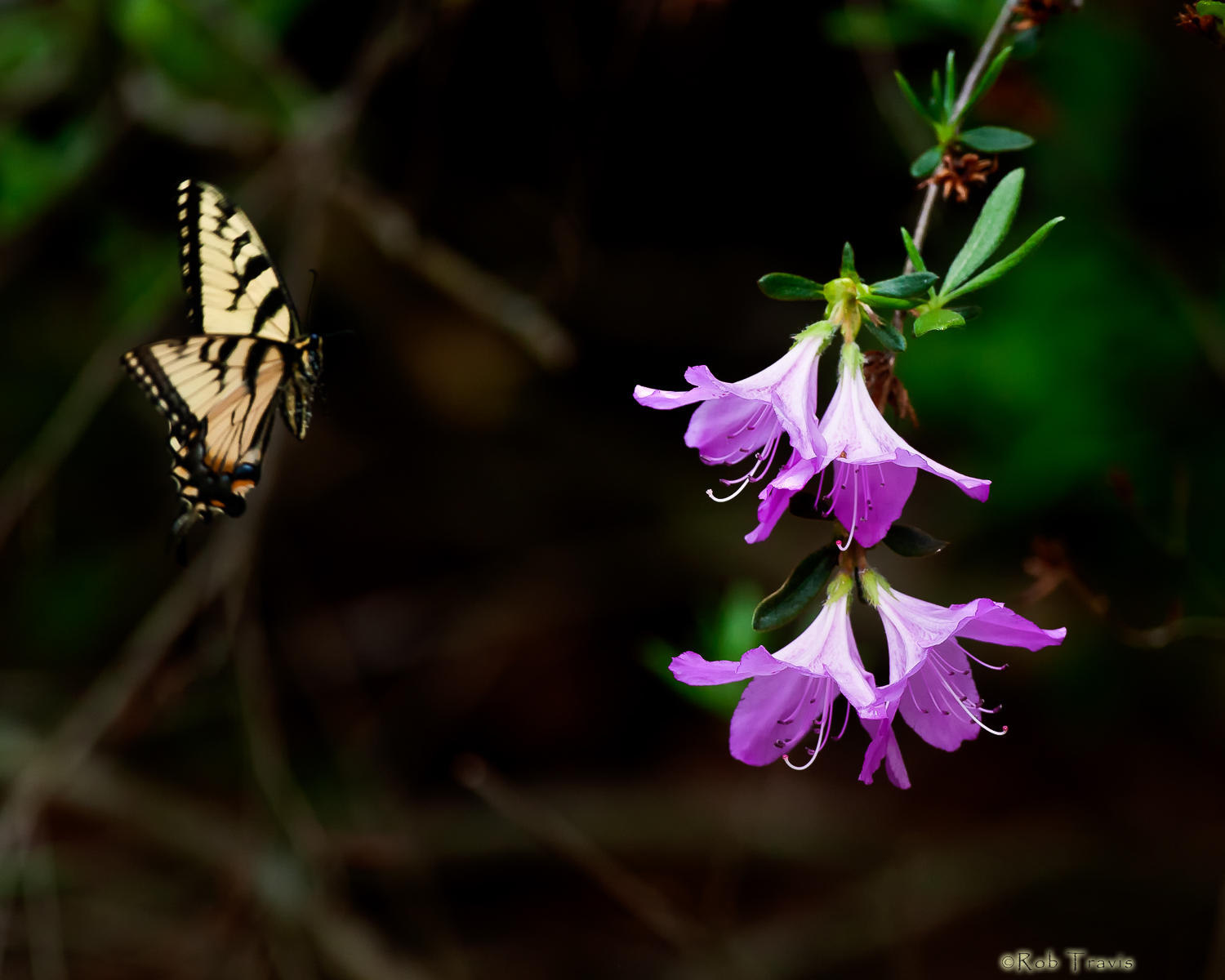 Azalea and Swallowtail