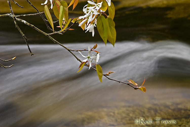 Serviceberry over Water