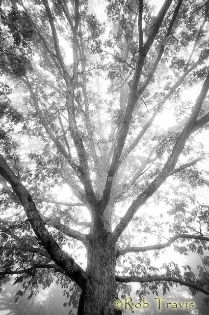 Black and White Oak Tree
