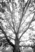 Black and White Oak Tree