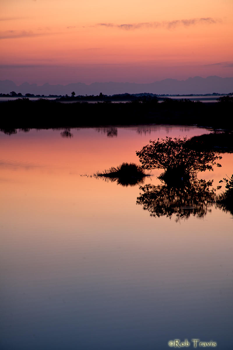 Mangrove Sunrise Vertical