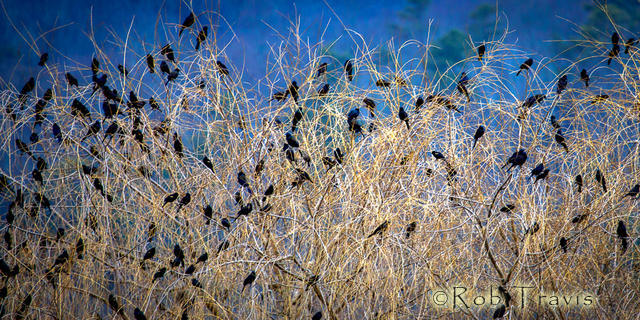 Four and Twenty Blackbirds....