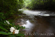 Rose Bay Rhododendron on the Davidson River