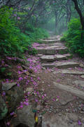 Petaled Pathway on the Parkway