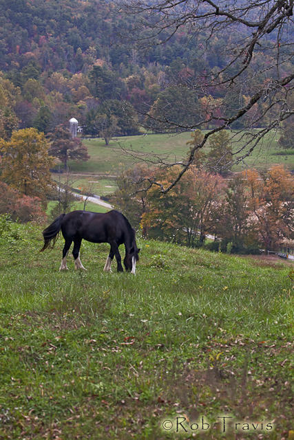 Horse on the Farm