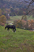 Horse on the Farm