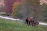 Chestnut Horse on the Farm