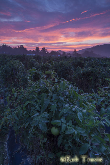 Tomato farm sunrise