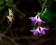 Azalea and Swallowtail