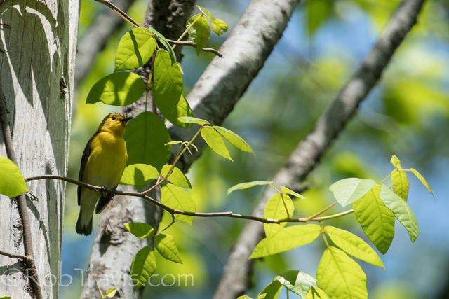 prothonotary warbler 2