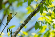 prothonotary warbler 3