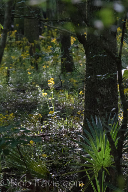 Cypress Swamp Landscape 2