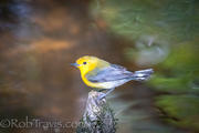 prothonotary warbler 4