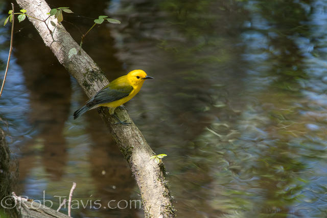 prothonotary warbler 5