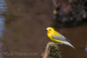 Prothonotary Warbler 6