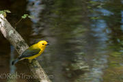 Prothonotary Warbler 7