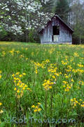 Flowers and Barn