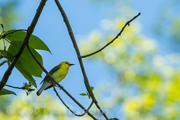 Prothonotary Warbler l