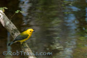 Prothonotary Warbler lll