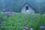 Ironweed Weed Barn (H)