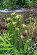 Pitcher Plants with Stream