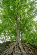 Medusa Tree, Falls Park on the Reedy - Greenville, SC