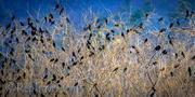 Crows in a Field...near Mills River