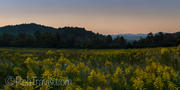 Alpenglow and a Field of Beauties...Pano