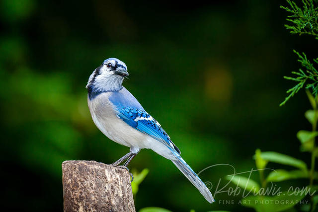 Bluejay in the forest