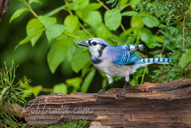 Bluejay looking for food