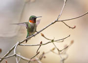 Ruby-Throated Hummingbird, Flora & Fauna Category