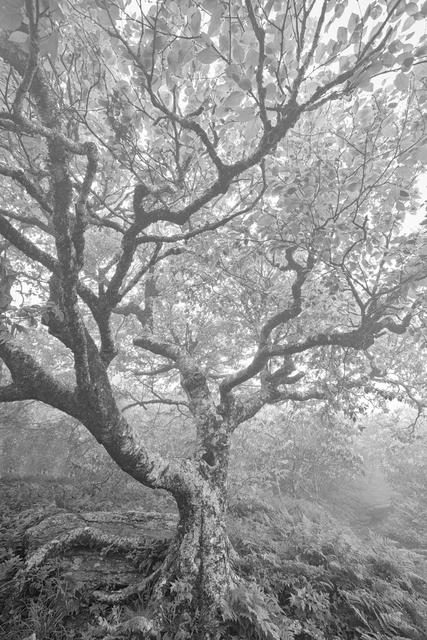 Craggy Beech tree in Black and White