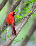 Male Cardinal on Branch - The master at home