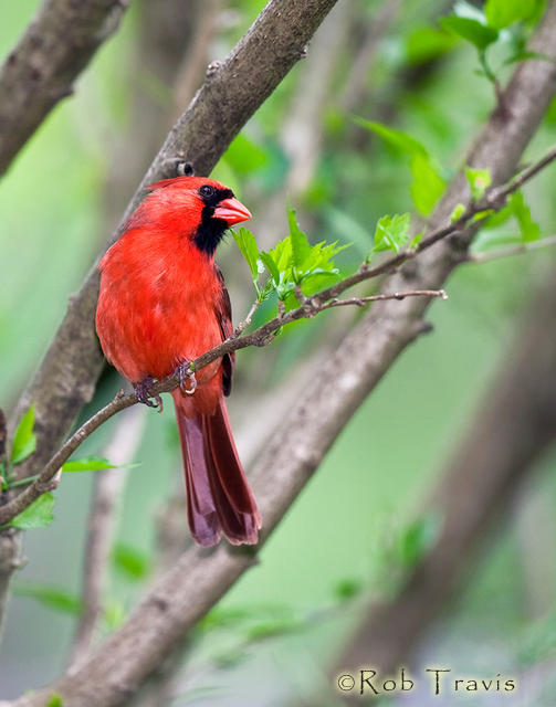 Male Cardinal on Branch - The master at home