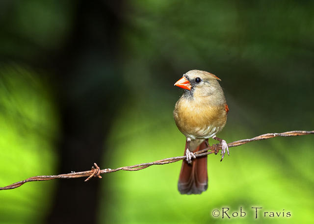 Female Cardinal on Wire...
