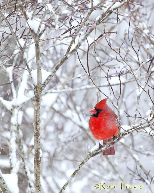 Male Cardinal in Snow
